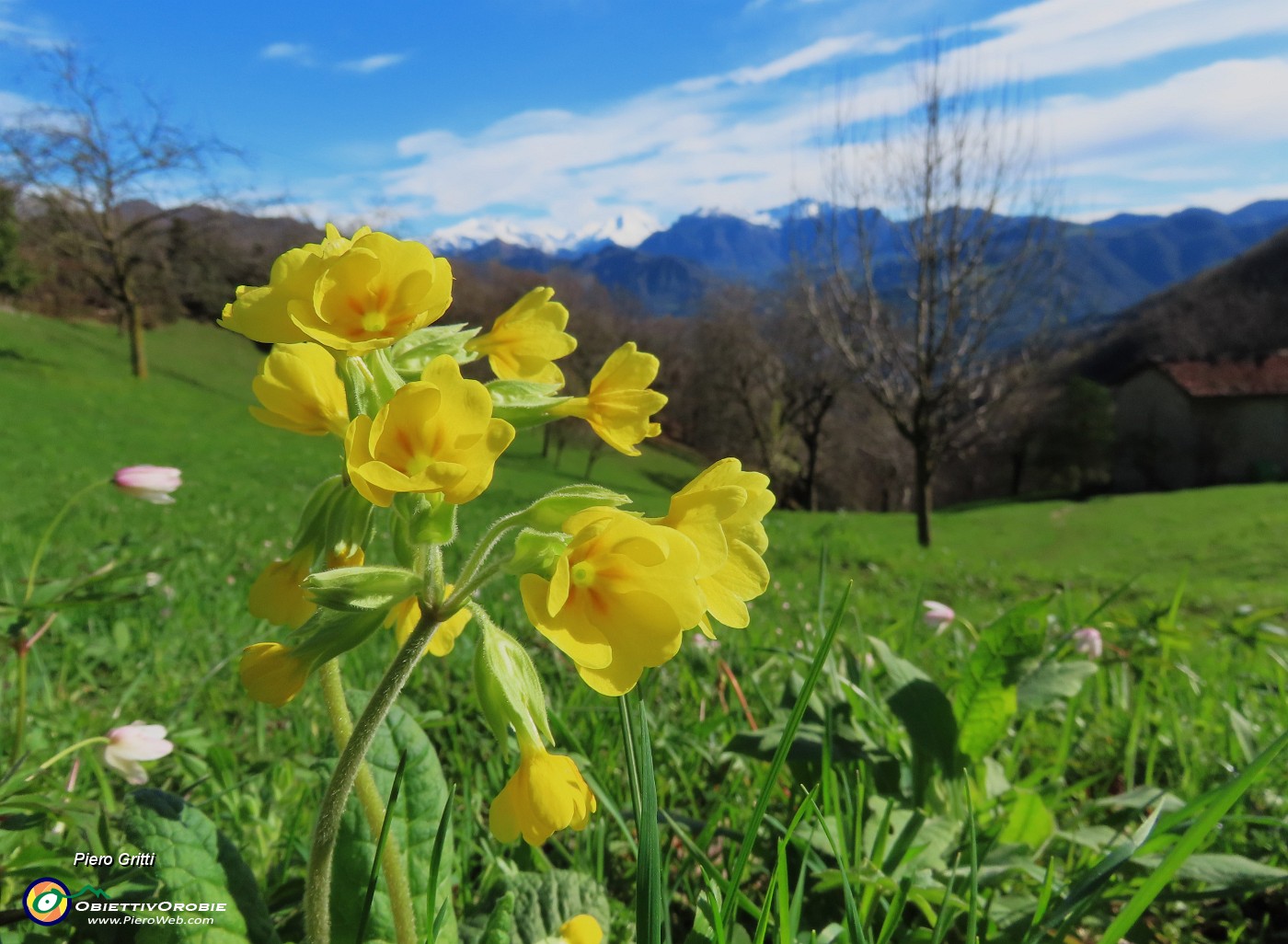 20 Primula non comune.JPG
